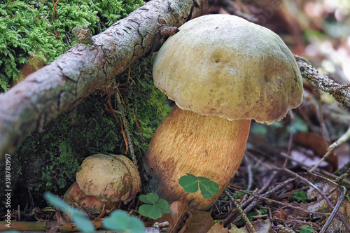 The Lurid Bolete (Suillellus luridus) is an edible mushroom photo