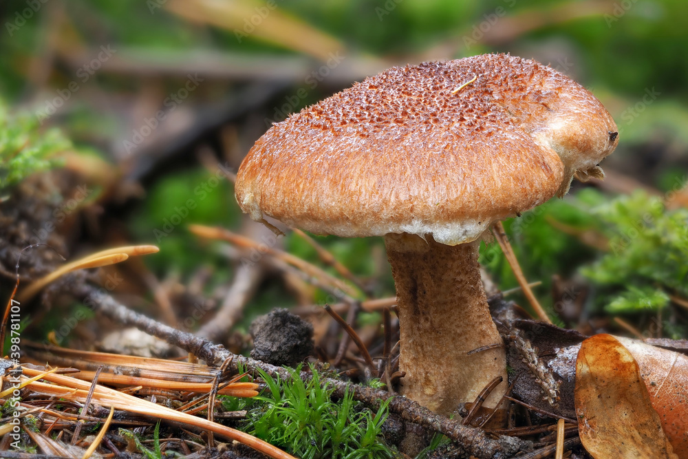 The Hollow Bolete (Suillus cavipes) is an edible mushroom The Hollow Bolete (Suillus cavipes) is an edible mushroom