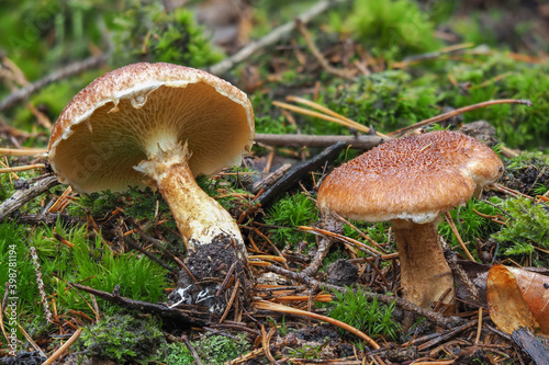 The Hollow Bolete (Suillus cavipes) is an edible mushroom photo