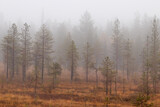 An early misty morning in a bog in Northern Finland. 