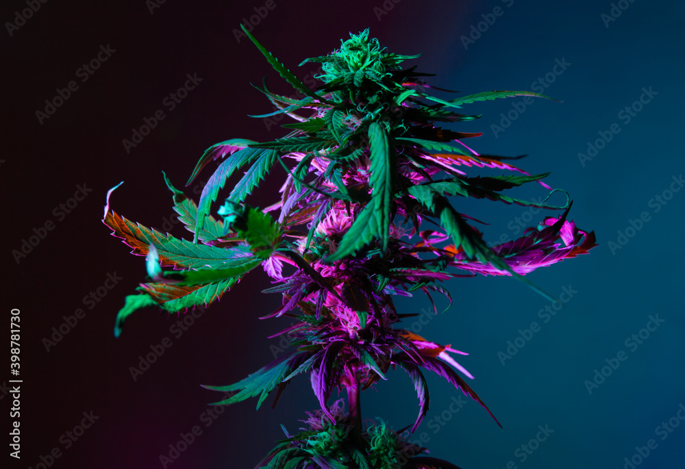 Marijuana with flowering bud in purple colorful artistic fluorescent light.  Alternative herbal medicine cannabis plant in new look aesthetic and  bright. Beautiful background with medicinal Marijuana. фотография Stock |  Adobe Stock
