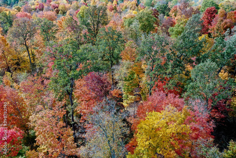 autumn leaves from above