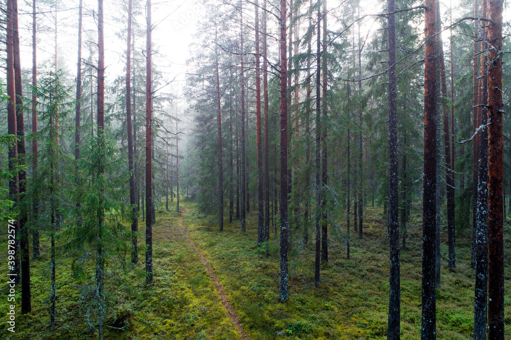 An old pine grove with tall tree trunks on a misty summer evening in Estonia. 