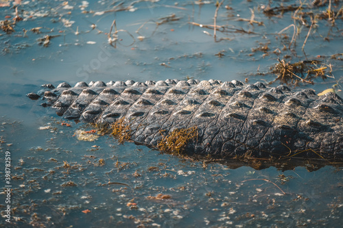 a crocodile with a crocodile's head in the water