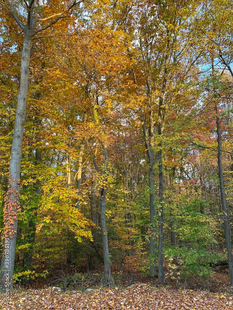 Obraz premium autumn in the forest