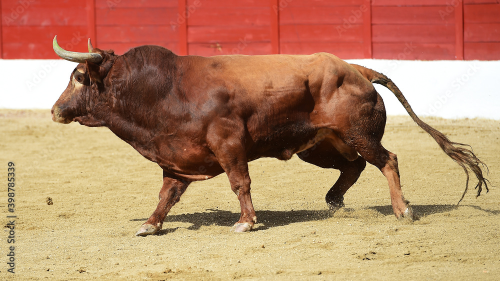 spanish bull with big horns on the bullring in a traditional spectacle of bullfight spanish bull with big horns on the bullring in a traditional spectacle of bullfight