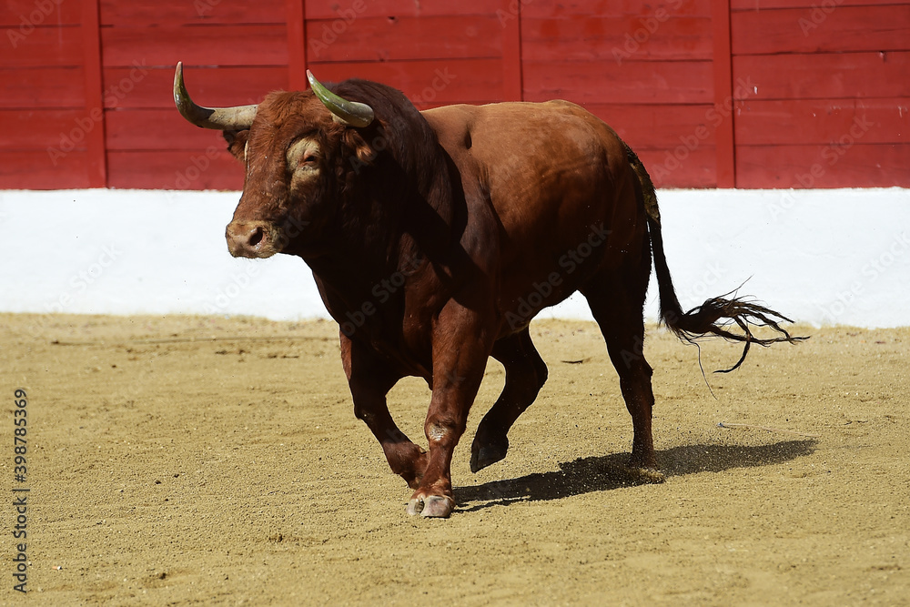 spanish bull with big horns on the bullring in a traditional spectacle of bullfight spanish bull with big horns on the bullring in a traditional spectacle of bullfight