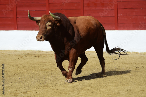 spanish bull with big horns on the bullring in a traditional spectacle of bullfight
