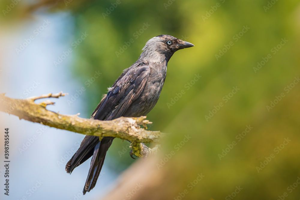 Closeup portrait of a Western Jackdaw bird Coloeus Monedula