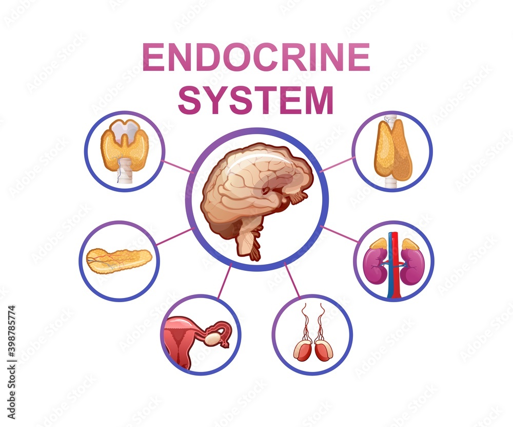 human endocrine system vector illustration Stock Vector | Adobe Stock