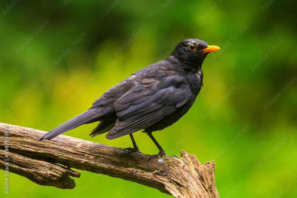 Closeup of a Blackbird male (turdus merula) perched in a forest tree Closeup of a Blackbird male (turdus merula) perched in a forest tree