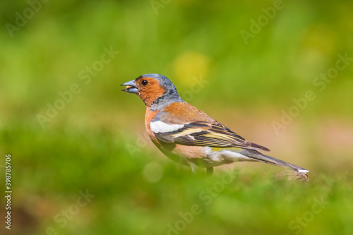 Closeup of a male chaffinch, Fringilla coelebs, perched in a green meadow © Sander Meertins