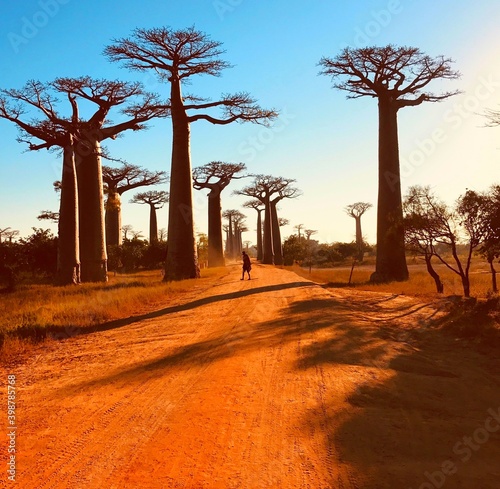 Картината върху платно Beautiful Avenue of baobab