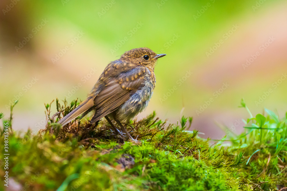 European robin bird (Erithacus rubecula) chick