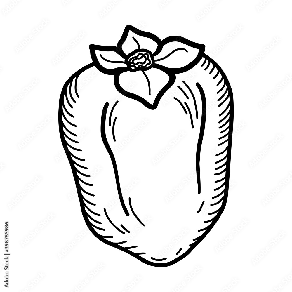 doodle Persimmon. Hand drawn persimmon fruit illustration isolated on white background. Food icon doodle Persimmon. Hand drawn persimmon fruit illustration isolated on white background. Food icon