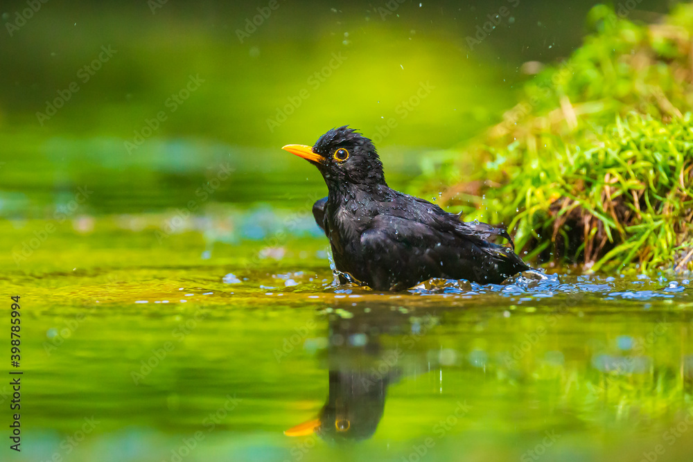 Closeup of a Common Blackbird male, Turdus merula washing, preening, drinking and cleaning in water. Closeup of a Common Blackbird male, Turdus merula washing, preening, drinking and cleaning in water.