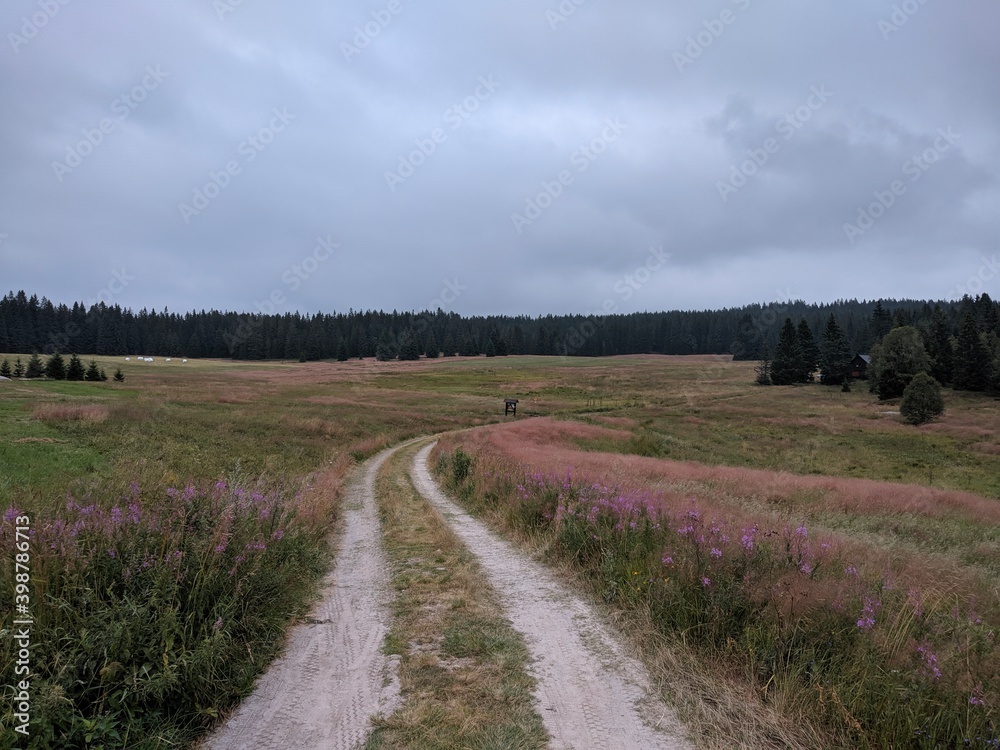 spring view of a path in the south bohemia national park
