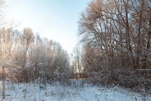 landscape with trees in the snow, sunny clod weather