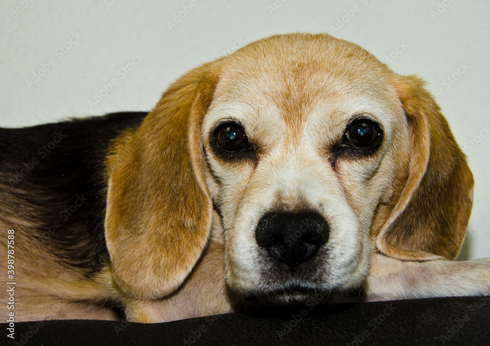Portrait of an old beautiful beagle (dog), relaxing on the top of a couch