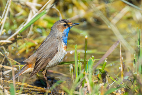Bluethroat Luscinia svecica cyanecula foraging in grass photo