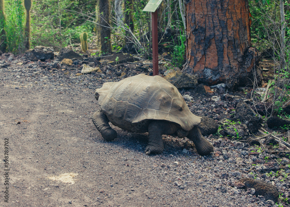 Fototapeta premium a tortoise walking on a dirt path near a tree