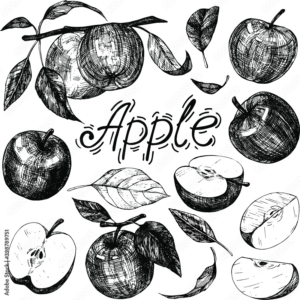 Obraz premium Collection of hand drawings with apples. Ink sketch isolated on white background. Hand drawn vector illustration. The style of engraving.