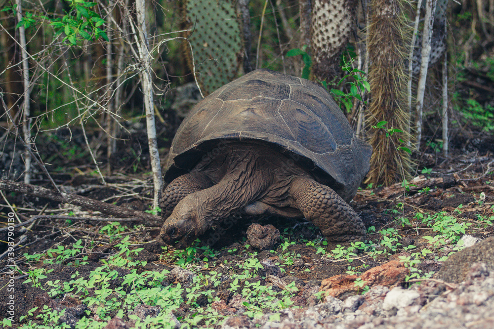Obraz premium a turtle walking in the woods