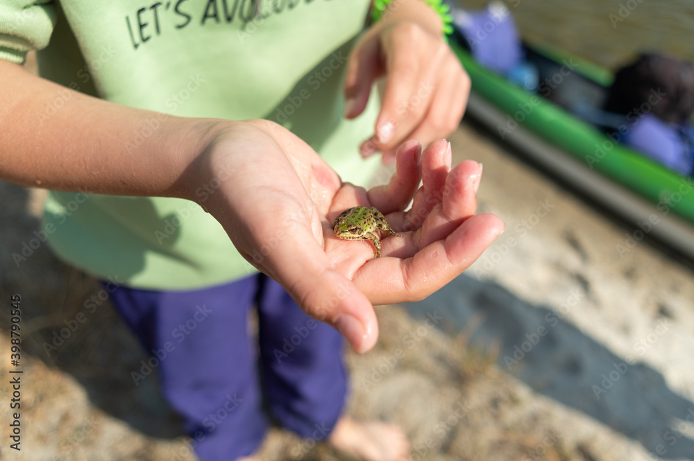 Small green frog in hand. The frog sits in the palm. Sunny day. Small green frog in hand. The frog sits in the palm. Sunny day.