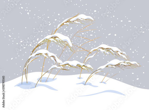 Wild Cereals under the Snow