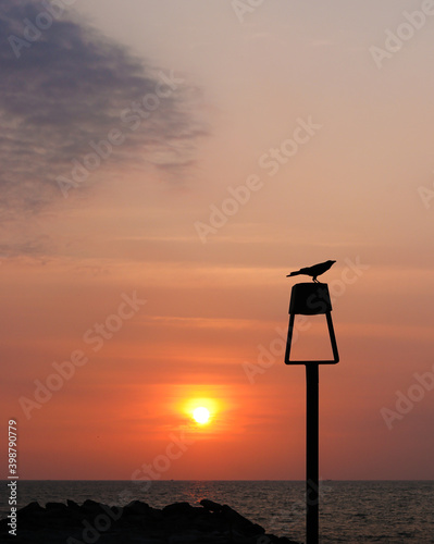 silhouette of a crow on a streetlight in a Kappad beach Calicut Kerala India