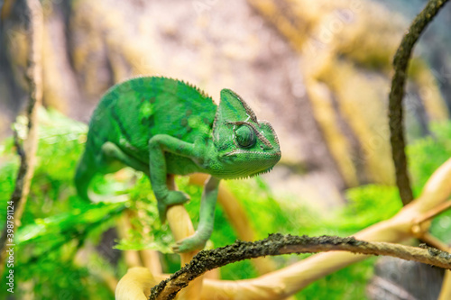 Chamaeleo Calyptratus or Yemeni Chameleon in bright green color