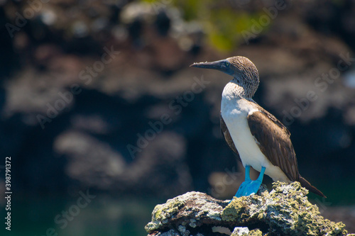 a bird standing on a rock