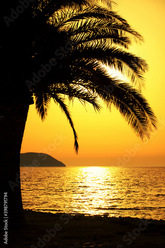 Palm tree and sundown at seashore