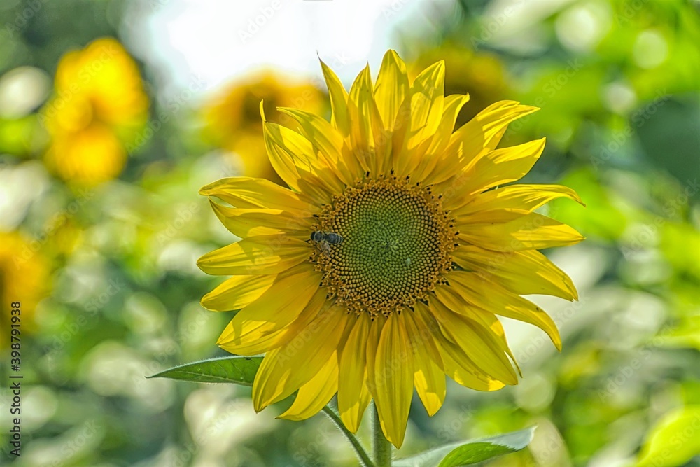 Obraz premium Sonnenblume mit Biene 