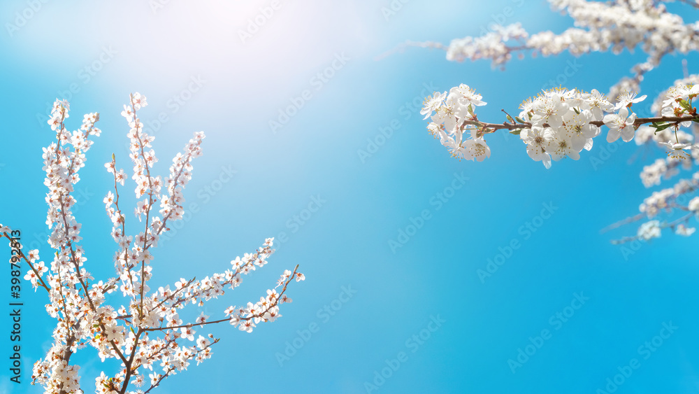 Cherry plum branches with flowers on a background of light blue sky in sunny weather