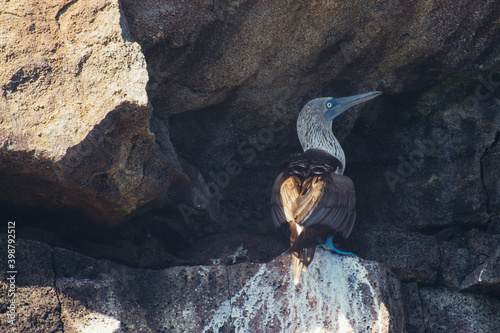 a couple of birds on a rock