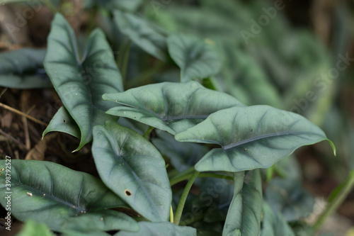 Alocasia reversa in wild Borneo Rainforest photo