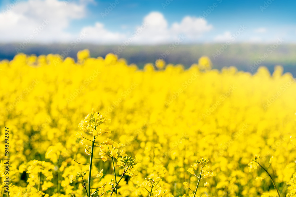 Yellow rapeseed flowers in a field in sunny weather Yellow rapeseed flowers in a field in sunny weather