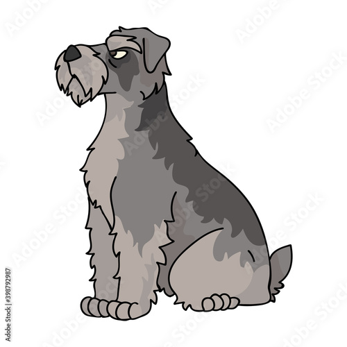 Cute cartoon Schnauzer sitting dog vector clipart. Pedigree kennel doggie breed for kennel club. Purebred domestic puppy training for pet parlor illustration mascot. Isolated canine hunting breed. 