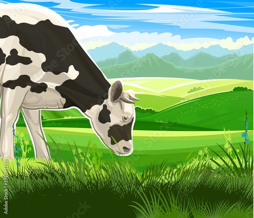 A cow is grazing in a pasture. landscape. Black and white breed. Meadow grass. Rural rustic view. Mountains and sky in the distance. Cool summer morning. Vector