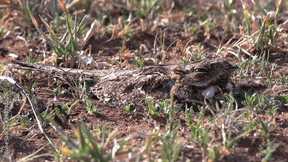 Close-up of a Fiery Necked Nightjar Incubating hatchlings on the bare ground. Close-up of a Fiery Necked Nightjar Incubating hatchlings on the bare ground.