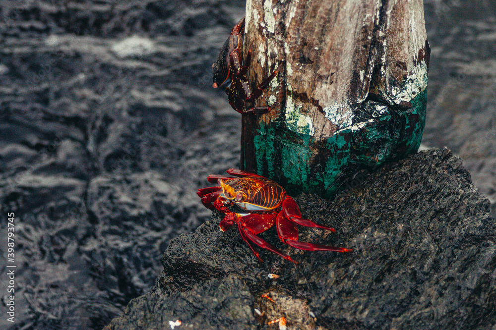 Obraz premium a red insect on a tree stump