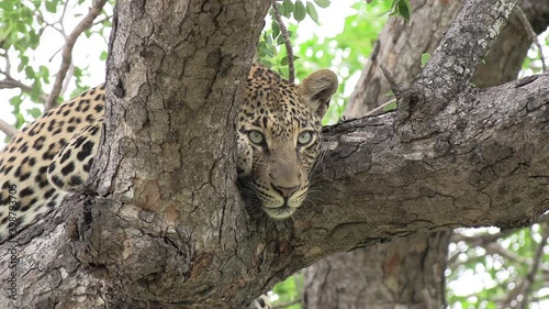 A leopard with big beautiful expressive eyes relaxes in a tree in Africa.
