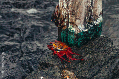 a red insect on a tree stump photo