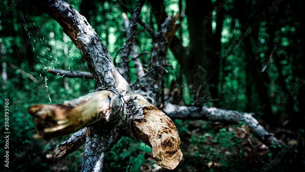 Mystical forest. Dark green forest in the summertime.