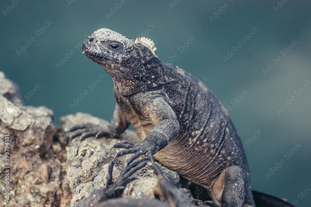 Obraz premium a sea lion on a rock