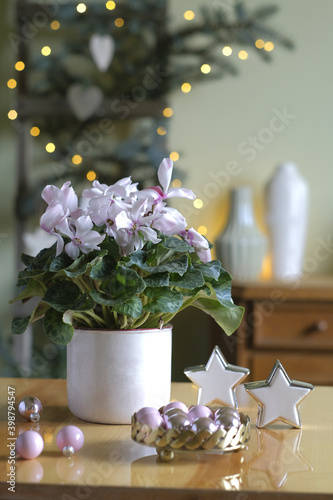 Fotografie White and purple cyclamen in a pot
