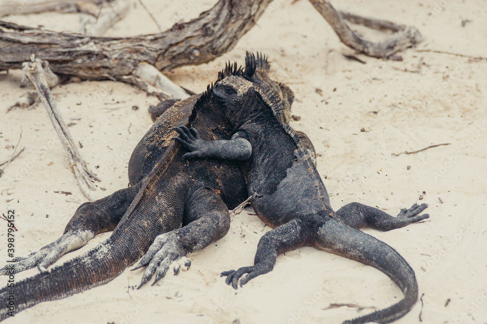 Fototapeta premium a black lizard on a sandy surface