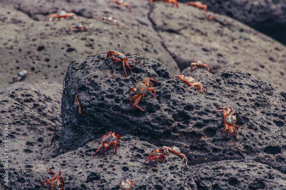 a group of crab on a rocky surface a group of crab on a rocky surface