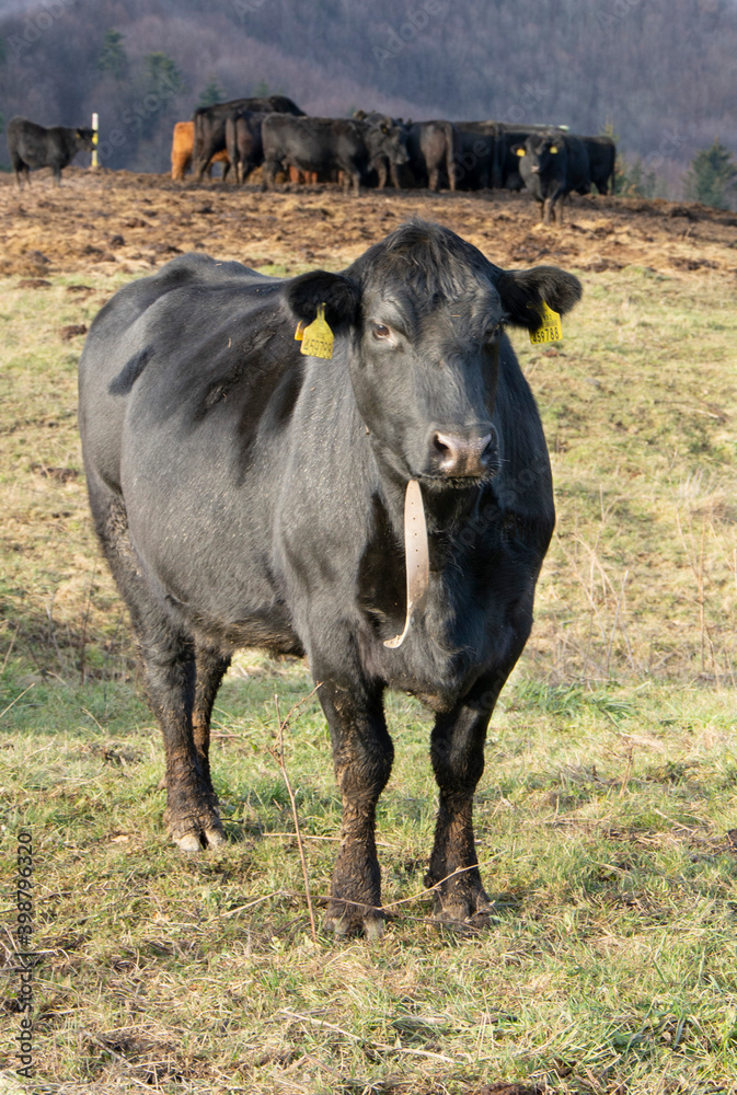 Black Angus cow in the meadow. Black Angus Cattle close up.